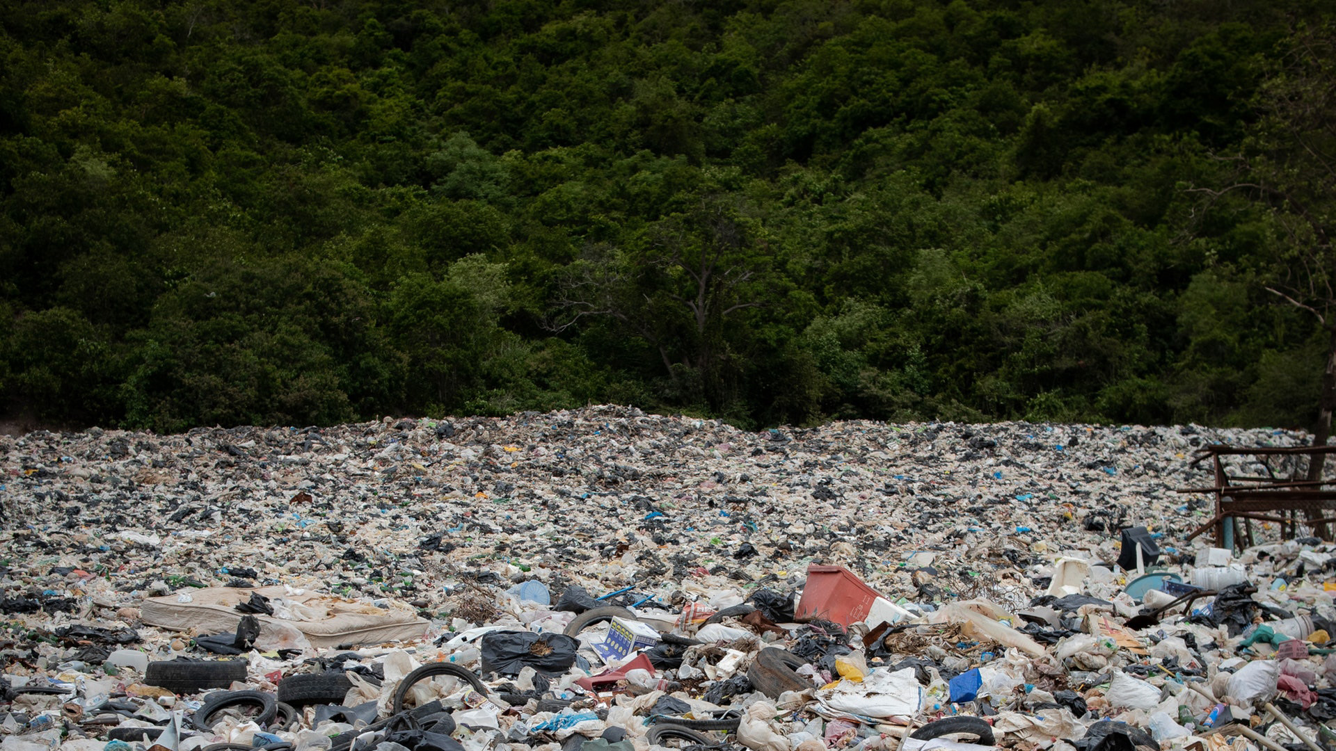 How Plastic Bags Were Supposed To Save The World Forge Press   Bags 