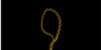 Loop of DNA appearing to twist round